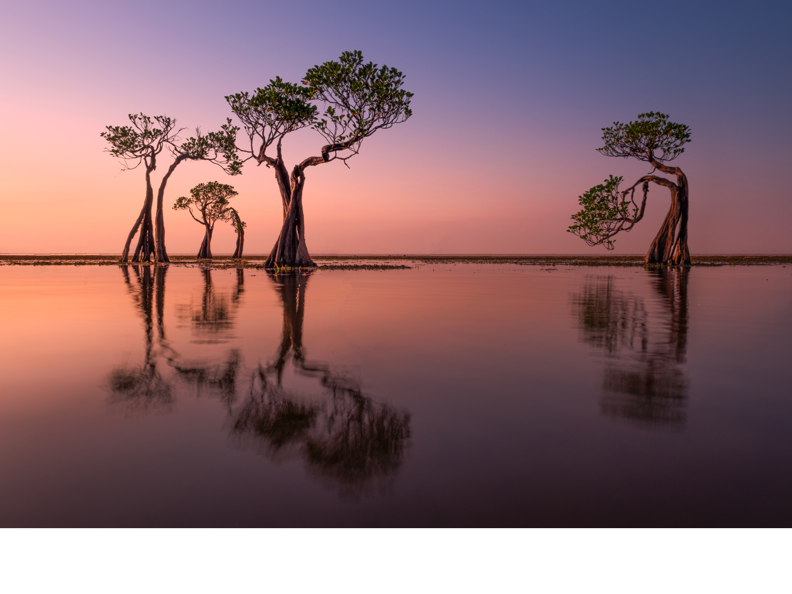 DANCING-TREES-OF-WALAKARI