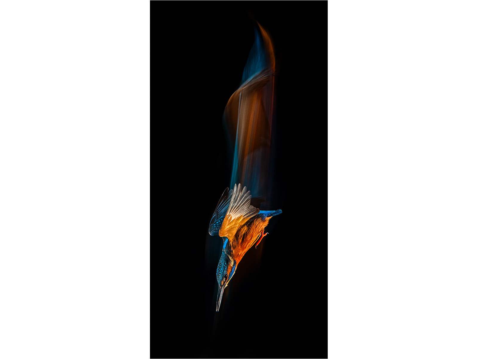 DIVING-KINGFISHER-BLUR